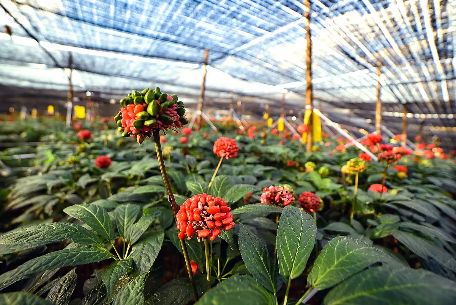 Panax notoginseng cultivation reference from supplier materials